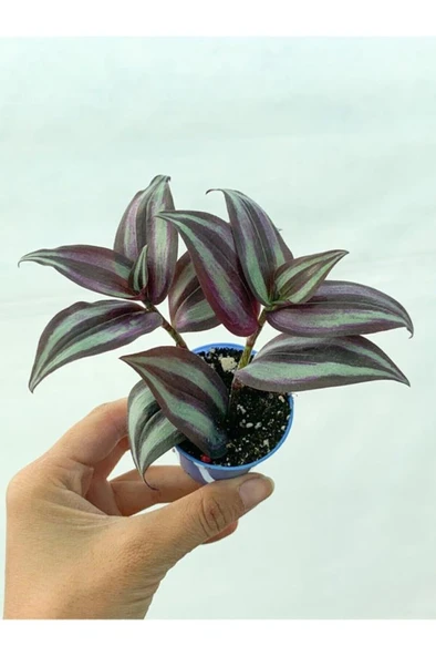 Yeşil Mor Kahve Desen Telgraf Çiçeği Fidanı 10-20 cm ürün görseli 1