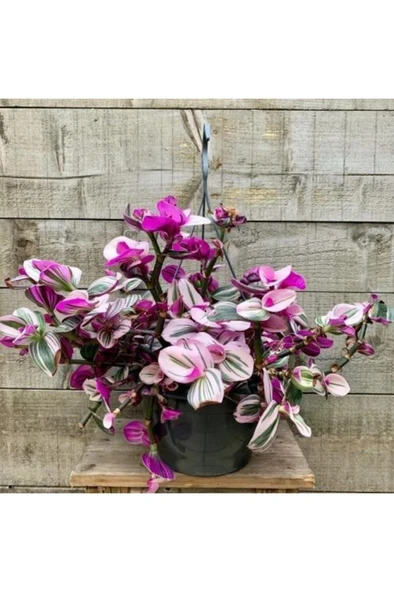 Pembe Telgraf Çiçeği Nanouk Telgraf Çiçeği 10-20 cm ürün görseli 1