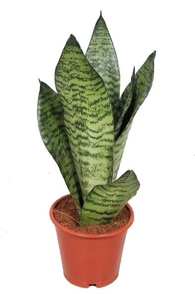 Sansevieria Zeylanica Paşa Kılıcı Hava Temizleyici Bitki Ev Ofis Salon Bitkisi ürün görseli 1