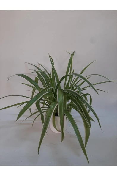 Kurdela Çiçeği Fidanı Comosum 10-20 cm ürün görseli 1