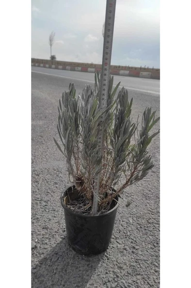 Lavanta Çiçeği Fidanı 10-20 cm ürün görseli 1