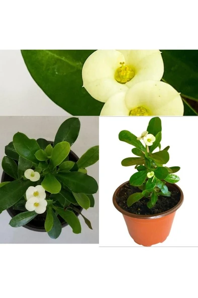 Euphorbia Beyaz Japon Iğnesi Dikenler Tacı Euphorbia Milii 10-20 cm ürün görseli 1