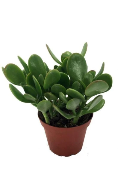 Crassula Ovata Şans Para Çiçeği Fidanı 10-20 cm ürün görseli 1