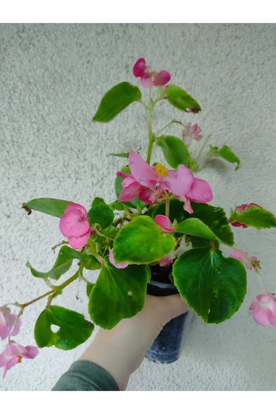 Şeker Begonya Fidanı 10-20 cm Pembe ürün görseli 1