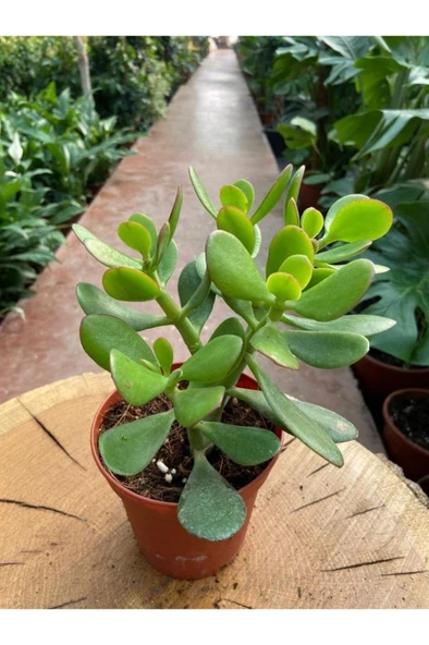 Crassula Ovata Para Çiçeği Para Çiçeği Yerli Üretim 10-20 cm ürün görseli 1