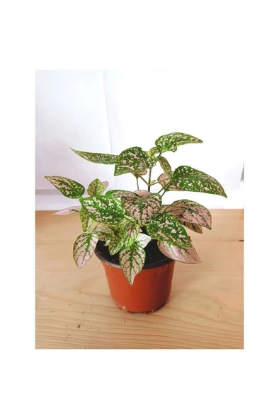 Fittonia Hypoestes Bitkisi Fidanı Yeşil Beyaz 10-20 cm ürün görseli 1