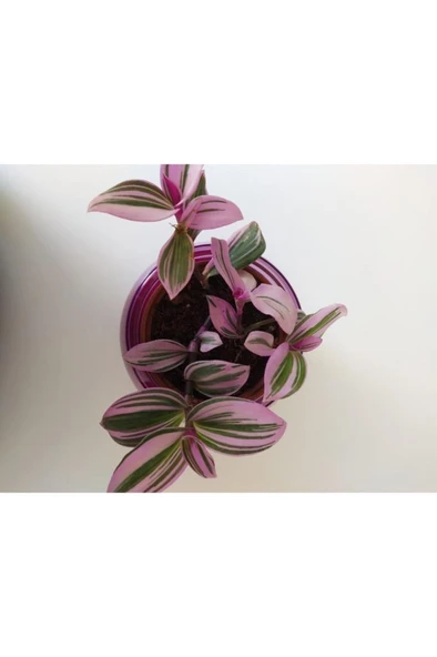 Pembe Telgraf Çiçeği Nanouk Telgraf Çiçeği Tradescantia Nanouk ürün görseli 1