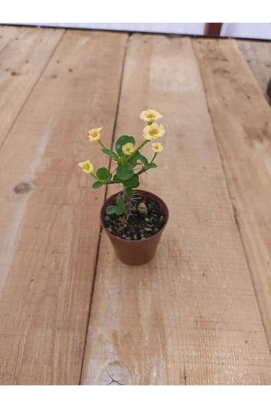 Sarı Kırmızı Japon Iğnesi Dikenler Tacı Euphorbia Milii 10-20 cm ürün görseli 1