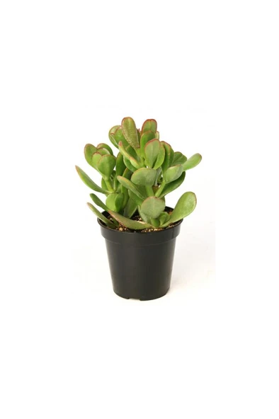 Crassula Ovata Para Çiçeği Fidanı 10-20 cm ürün görseli 1