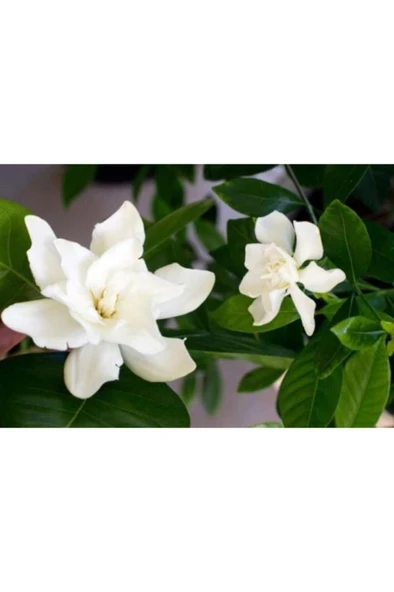 Gardenya Çiçeği Fidanı 10-20 cm - Resim 3