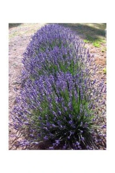Lavandula Angustifolia Lavanta Fidesi Fidanı 10-20 cm ürün görseli 1