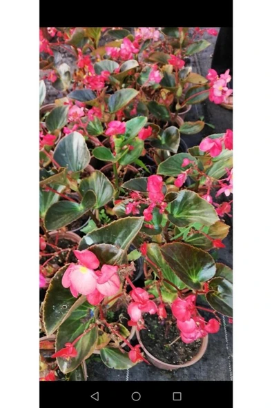 Begonya Çiçeği Fidanı 10-20 cm Pembe ürün görseli 1