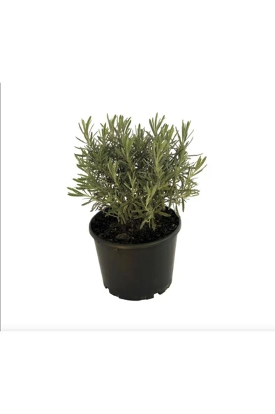 Lavandula Angustifolia Çiçeği Fidanı 10-20 cm ürün görseli 1