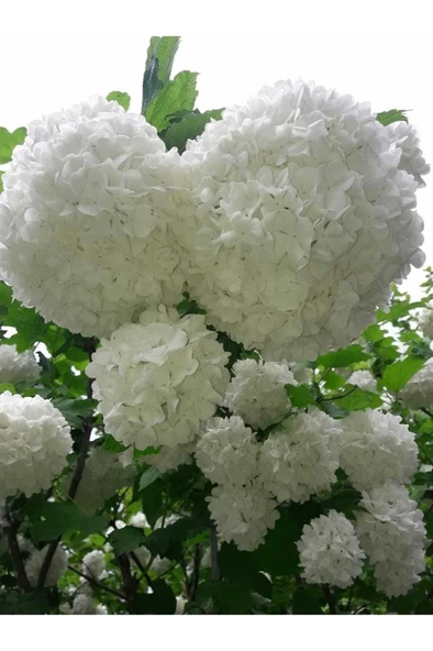 Kartopu Çiçeği (Viburnum Fidesi Fidanı 30-60 cm ürün görseli 1