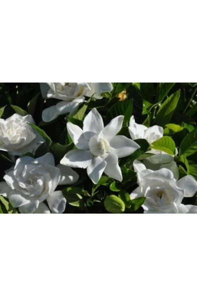 Gardenya Çiçeği Fidanı 10-20 cm ürün görseli 1