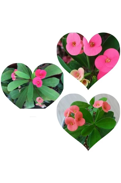 Pembe Japon Iğnesi Dikenler Tacı Euphorbia Milii 10-20 cm ürün görseli 1