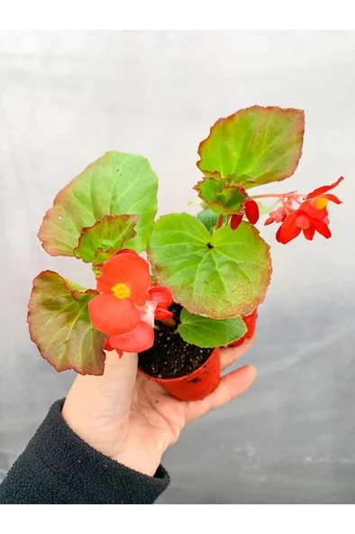 Begonya Fidanı Kırmızı Pembe 10-20 cm ürün görseli 1