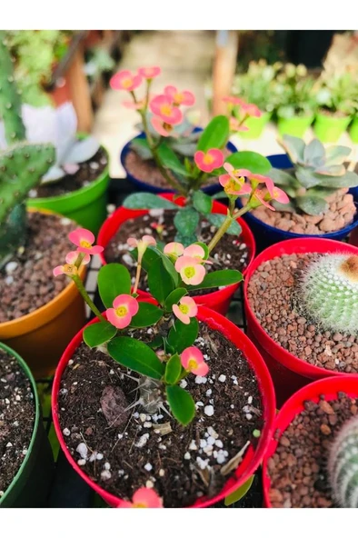 Fuşya Dikenler Tacı Fidanı 10-20 cm ürün görseli 1