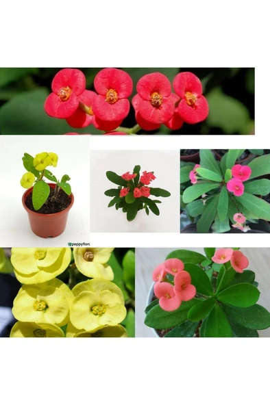 Sarı Kırmızı Pembe dikenler 3 Adet 10-20 cm ürün görseli 1