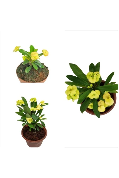 Euphorbia Milii Sarı Japon Iğnesi Dikenler Tacı 10-20 cm ürün görseli 1