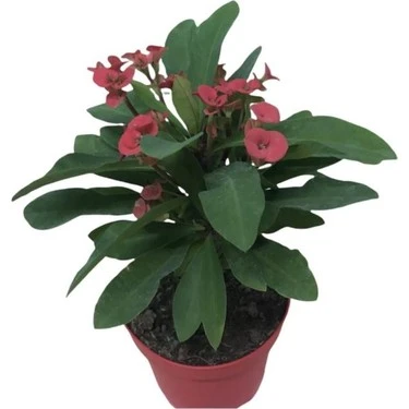 3' Lü Dikenler Tacı Çiçeği Euphorbia Milli Dikenler Tacı 10-20 cm ürün görseli 1