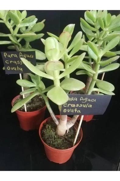 Para Ağacı Çiçeği Crassula Ovata Fidanı 10-20 cm ürün görseli 1