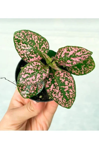 Fittonia Çiçeği Fidanı Pembe Yeşil 10-20 cm ürün görseli 1
