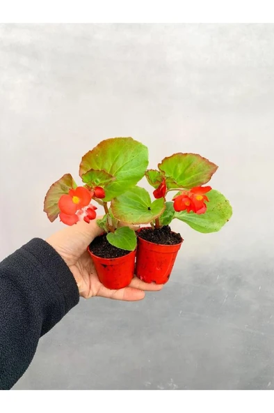 Karışık Renk Şeker Begonya Begonia Semperflorens 2 Adet  10-20 cm ürün görseli 1