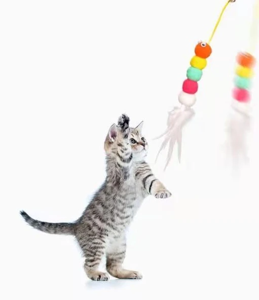 Elastik Kendinden Yapışkanlı Solucan Kedi Oltası - Resim 3