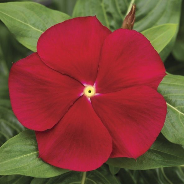 Deep Rose Vinca Rosea Rozet Çiçeği Tohumu (20 Tohum) ürün görseli 1