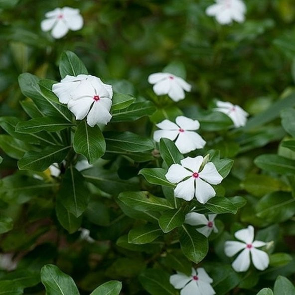 Pure White Vinca Rosea Rozet Çiçeği Tohumu (20 Tohum) ürün görseli 1