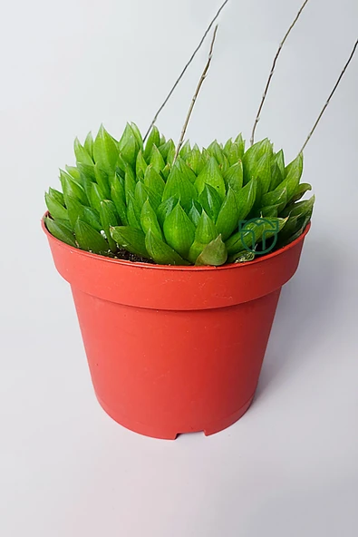 Haworthia Cymbiformis – Şeffaf yapraklı büyük boy sukulent ürün görseli 1