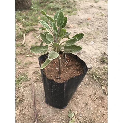 Salvia Officinalis Adaçayı Fidanı Fidesi Tüplü 1 Adet 15-25 cm ürün görseli 1