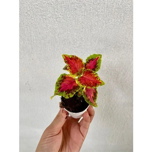 Kırmızı Yeşil Renk Yaprak Güzeli Çiçeği 1 Adet 10-20 cm ürün görseli 1