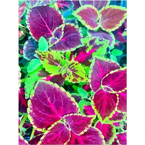 Alaca Bordo Renk Yaprak Güzeli Çiçeği 1 Adet 10-20 cm ürün görseli 1