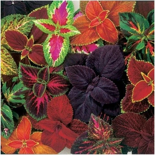 Karışık Renkli Kolyos Coleus Çiçeği Fidanı 1 Adet 10-20 cm ürün görseli 1