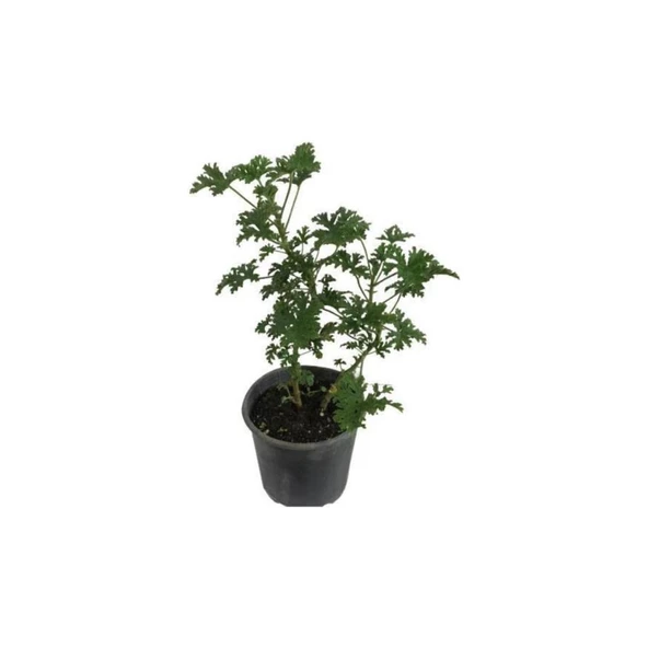 Gül Kokulu Itır Çiçeği Fidanı Küçük Boy 5-15 cm ürün görseli 1
