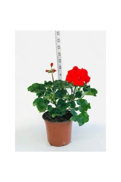 Sardunya Fidesi Fidanı Kırmızı 10-20 Cm ürün görseli 1