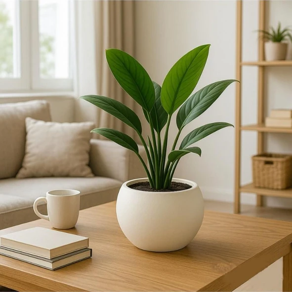 Omnipazar SO-KURS1 Dekoratif Modern Yuvarlak Küre Saksı 7.5 litre No 1 ürün görseli 1