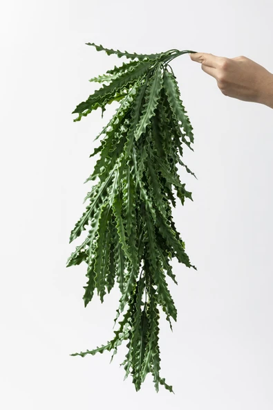 Güleç Yapay Çiçek Yapay Sarmaşık Kaktüs UV Korumalı 80 Cm 5 Dal ürün görseli 1