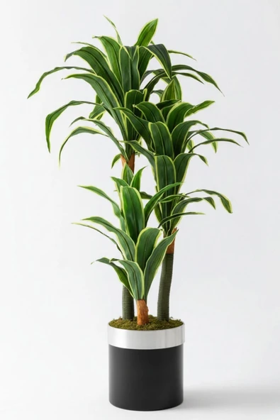 Yapay Dracena - Resim 9