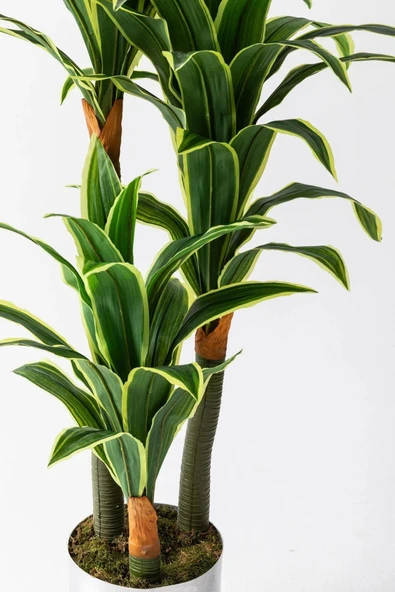 Yapay Dracena - Resim 3