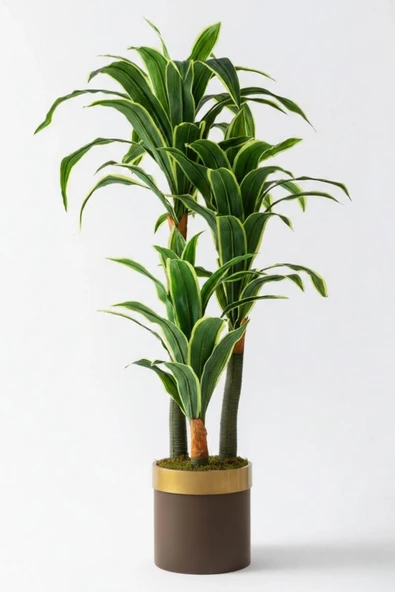Yapay Dracena - Resim 7