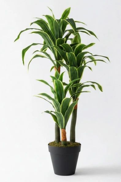 Yapay Dracena - Resim 5