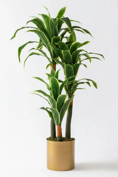Yapay Dracena - Resim 8
