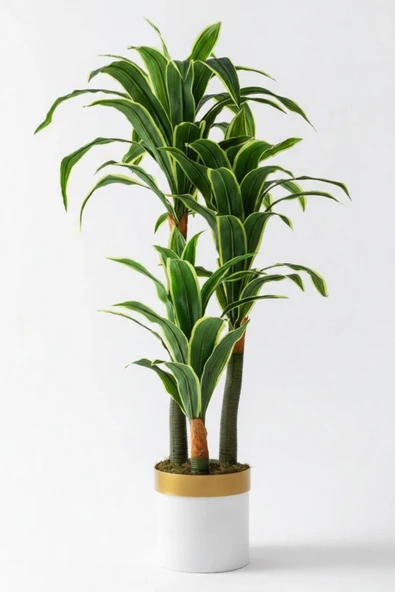 Yapay Dracena - Resim 6