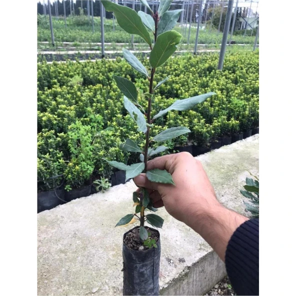 Defne Fidanı 20-40 cm ürün görseli 1