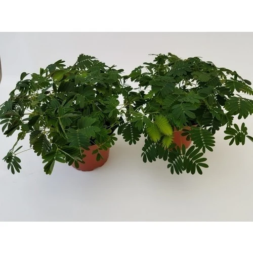 Küstüm Çiçeği (Mimosa Pudica) 10-20 cm - Resim 3