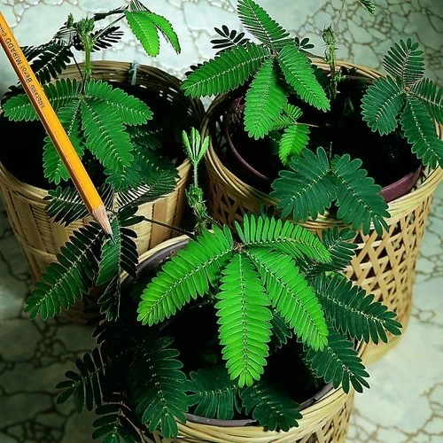 Küstüm Çiçeği (Mimosa Pudica) 10-20 cm - Resim 2