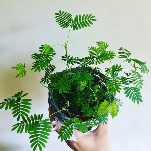 Küstüm Çiçeği (Mimosa Pudica) 10-20 cm ürün görseli 1